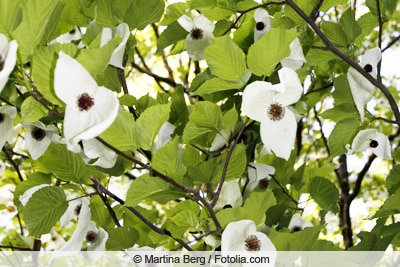 Taschentuchbaum - Davidia involucrata