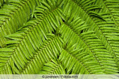 Baumfarn - Cyatheales