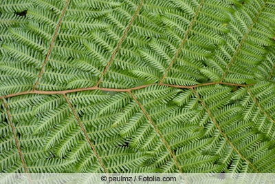 Baumfarn - Cyatheales