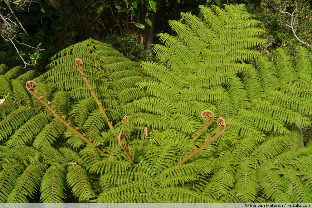 Baumfarn - Cyatheales