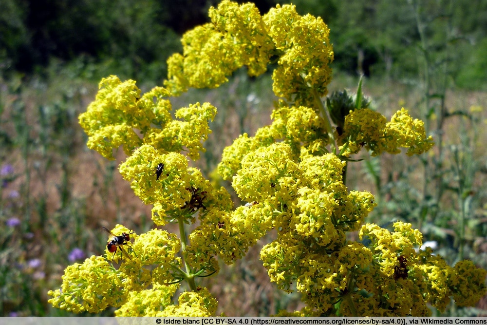 Echtes Labkraut - Galium verum