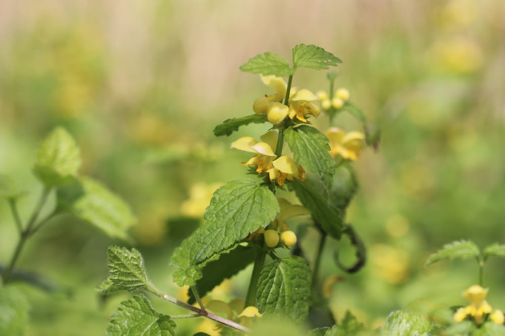 Gewöhnliche Taubnessel - Lamium galeobdolon