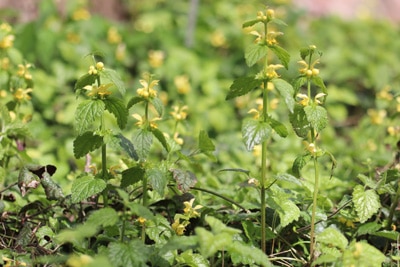 Gewöhnliche Taubnessel - Lamium galeobdolon 