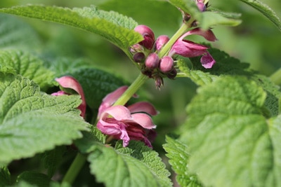 Große Taubnessel - Lamium orvala