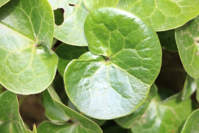 Haselwurz - Asarum europaeum 