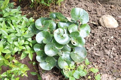 Haselwurz - Asarum europaeum 