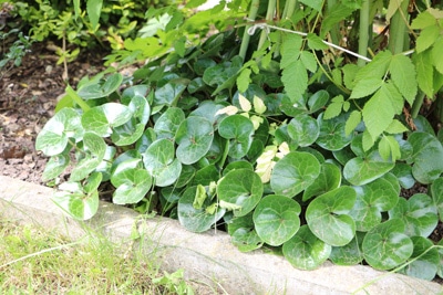 Haselwurz - Asarum europaeum 