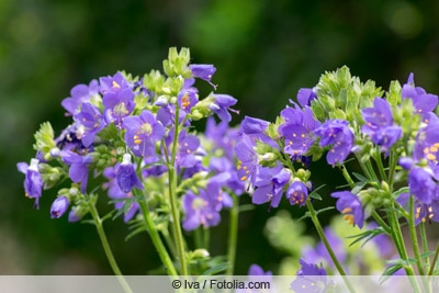 Jakobsleiter - Polemonium caeruleum