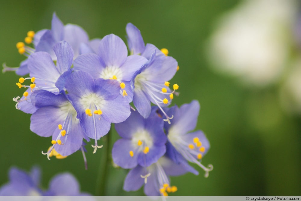 Jakobsleiter - Polemonium