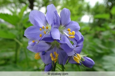 Jakobsleiter - Spitzblütiges Sperrkraut - Polemonium acutiflorum