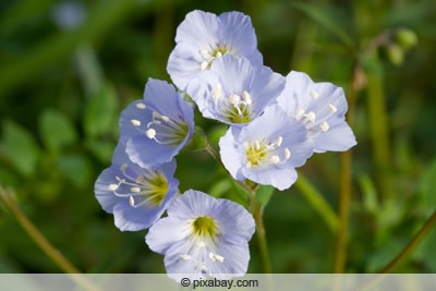 Jakobsleiter - Polemonium