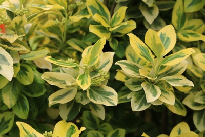 Kriechspindel - Euonyus fortunei 'Emerald Gold'