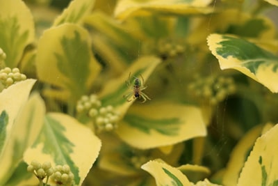 Kriechspindel - Euonyus fortunei 