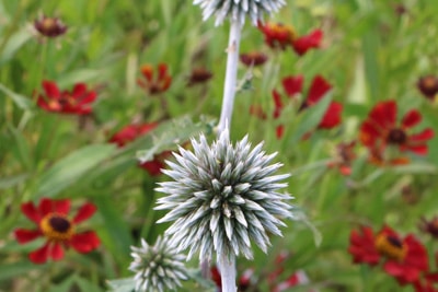 Kugeldistel - Echinops sphaerocephalus 'Arctic Glow'