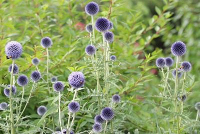 Kugeldistel - Echinops