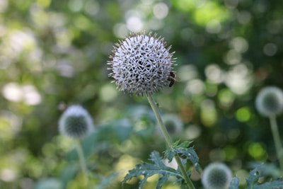 Kugeldistel - Echinops