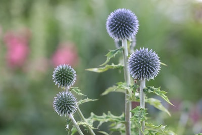 Kugeldistel - Echinops