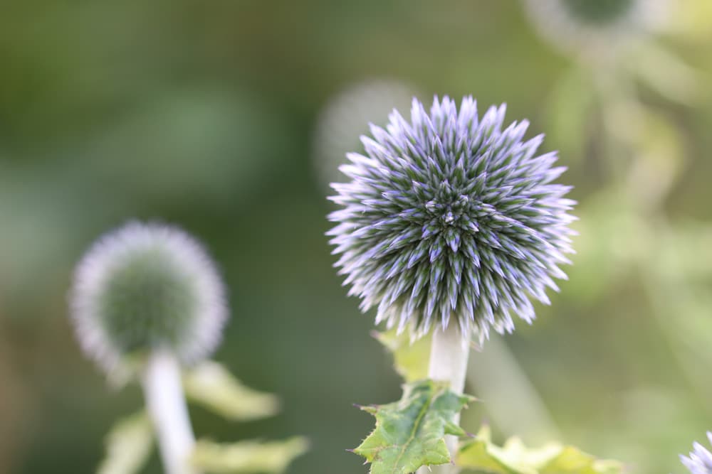 Kugeldistel - Echinops