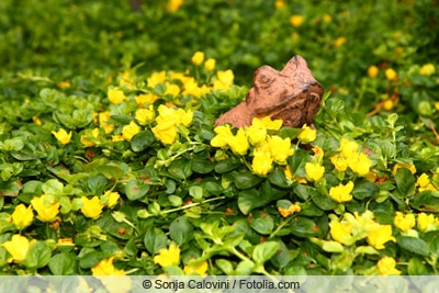 Pfennigkraut - Lysimachia nummularia