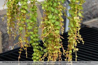 Pfennigkraut - Lysimachia nummularia 'Aurea'