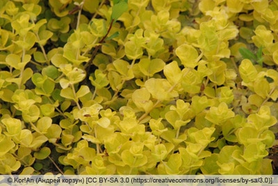 Pfennigkraut - Lysimachia nummularia 'Goldilocks'