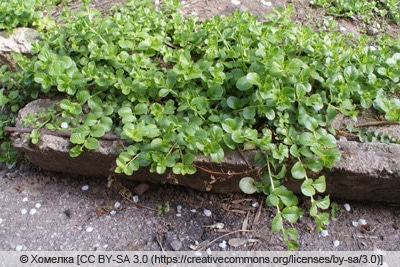 Pfennigkraut - Lysimachia nummularia 