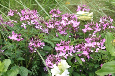 Prachtkerze - Gaura lindheimeri 