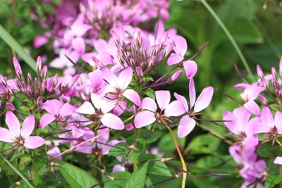 Prachtkerze - Gaura lindheimeri 