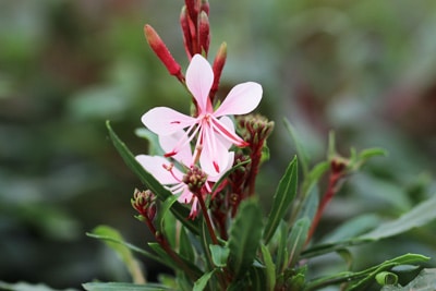 Prachtkerze - Gaura lindheimeri