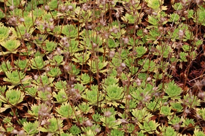 Rasen-Steinbrech-Saxifraga-Rosacea