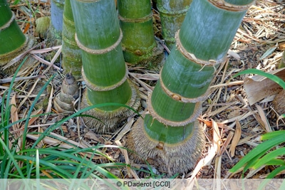 Riesenbambus - Dendrocalamus giganteus 