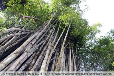 Riesenbambus - Dendrocalamus giganteus 