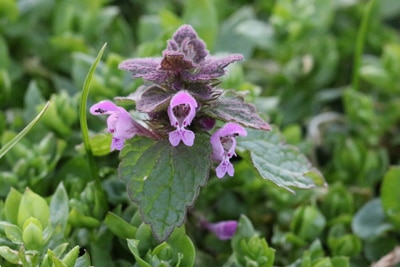 Rote Taubnessel - Lamium purpureum 