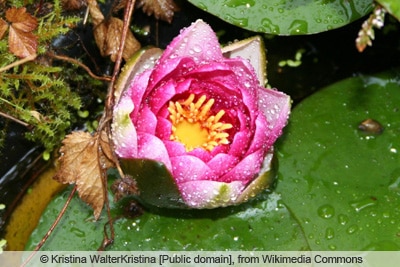 Mini-Seerose - Nymphaea pygmaea