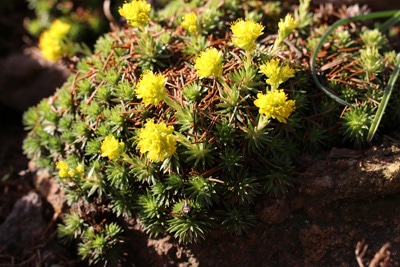 Steinbrech-Saxifraga-Juniperifolia