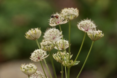 Sterndolde - Astrantia major 