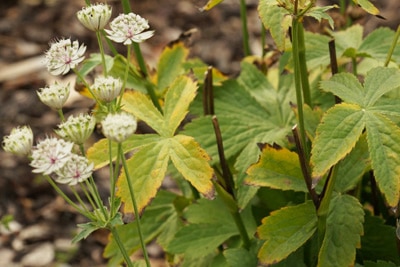 Sterndolde - Astrantia major 