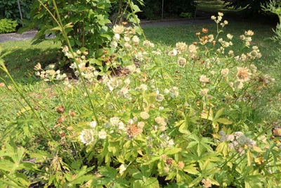 Sterndolde - Astrantia major 