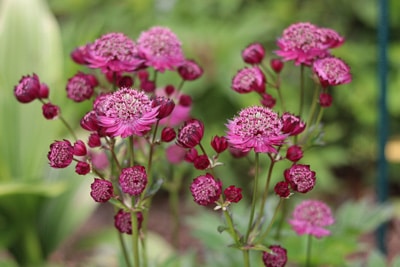 Sterndolde - Astrantia major 