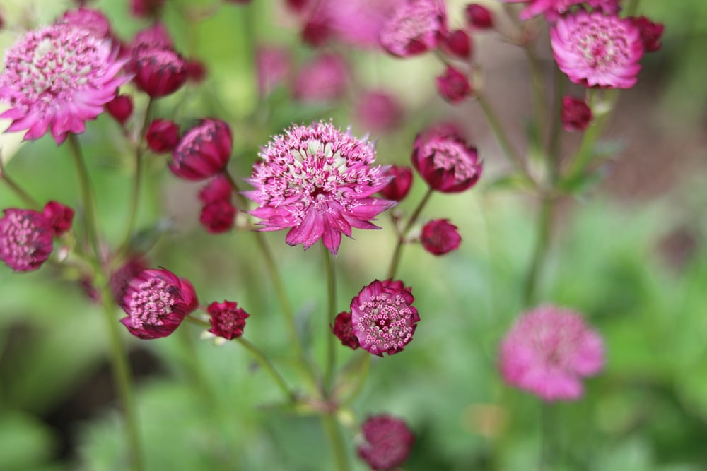 Sterndolde - Astrantia major