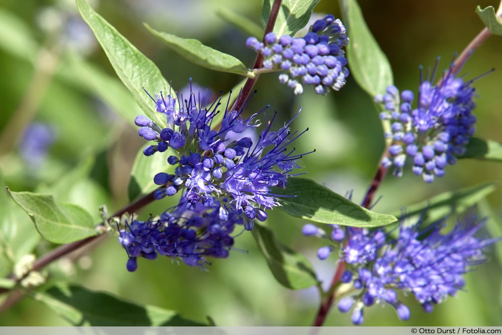 Bartblume - Caryopteris