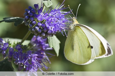 Bartblume - Caryopteris