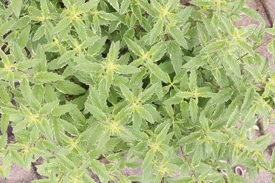 Bartblume - Caryopteris