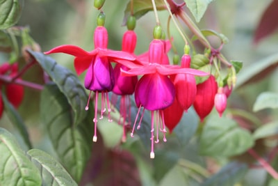 Fuchsien - Fuchsia