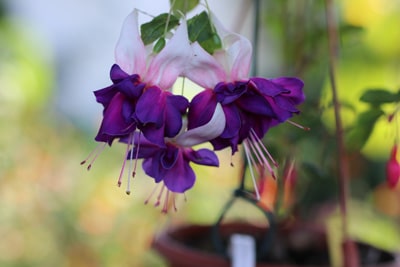 Fuchsien - Fuchsia