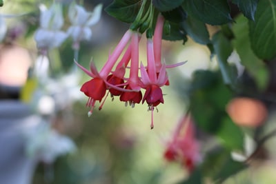 Fuchsien - Fuchsia