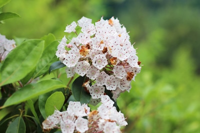 Lorbeerrose - Kalmia latifolia