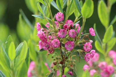 Lorbeerrose - Kalmia latifolia 