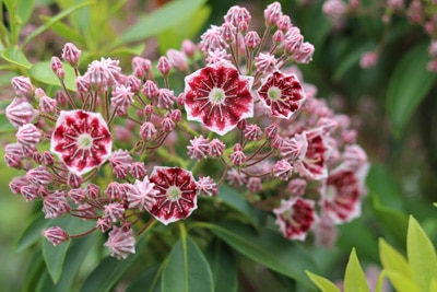 Lorbeerrose - Kalmia latifolia 'Kaleidoscope'