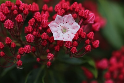 Lorbeerrose - Kalmia latifolia 'Ostbo red'